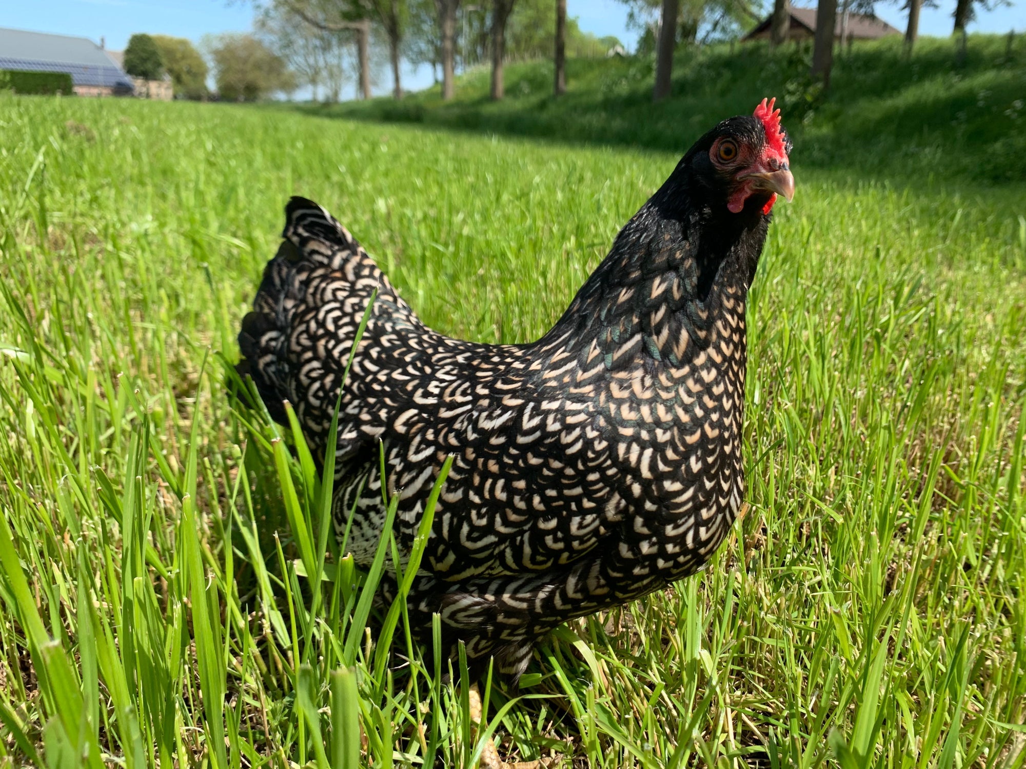 Verzorging van krielkippen