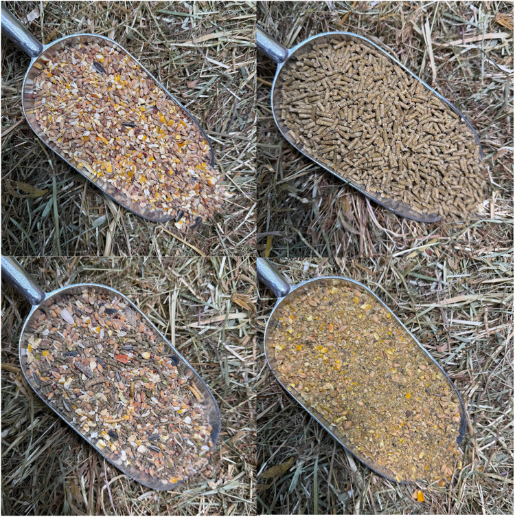 Wat is het beste kippenvoer voor je kippen