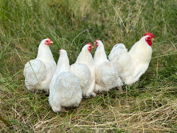Cochin krielen witte kleurslag
