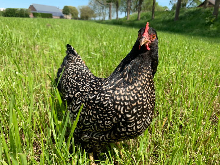 BARNEVELDER KRIEL