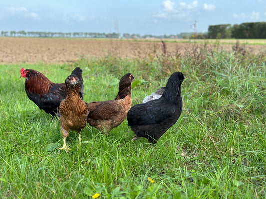 ARAUCANA