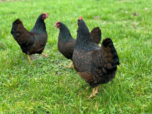 BARNEVELDER KRIEL