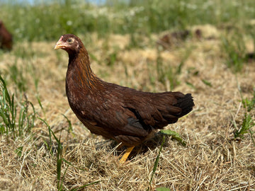 Jonge Welsumer kriel hen roodpatrijs