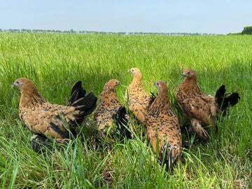 Nederlandse sabelpootkrielen porselein