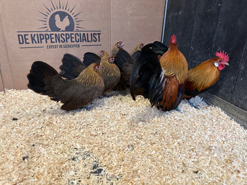 Hollandse krielen goudpatrijs