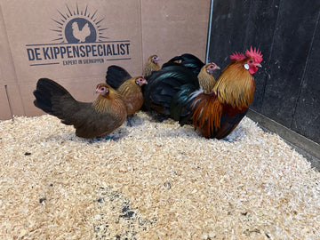 Hollandse krielen goudpatrijs