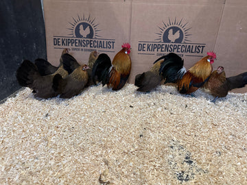 Hollandse krielen goudpatrijs