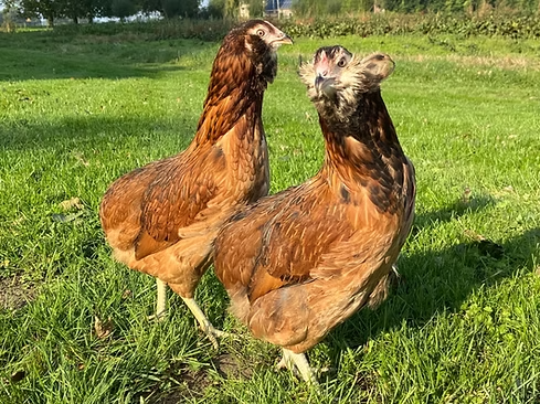 ARAUCANA KRIEL