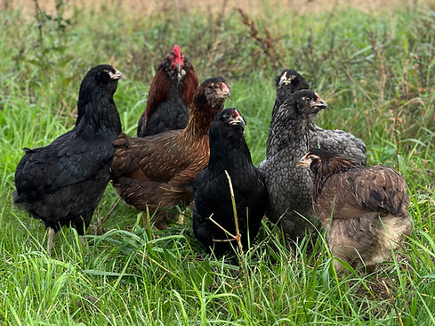 ARAUCANA