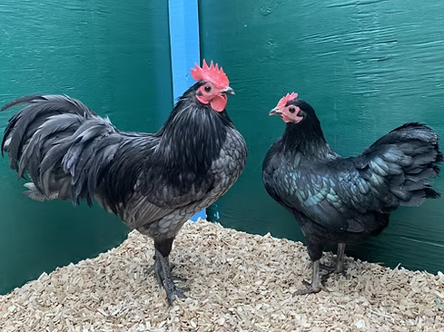 AUSTRALORP KRIEL