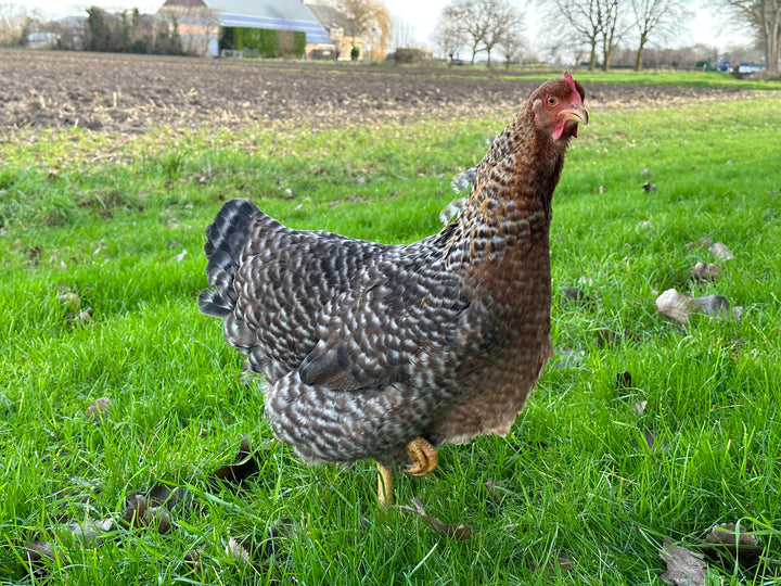 BIELEFELDER