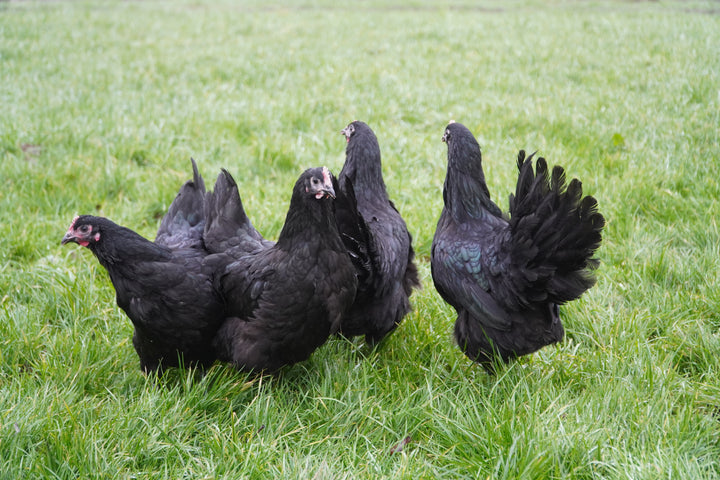 AUSTRALORP