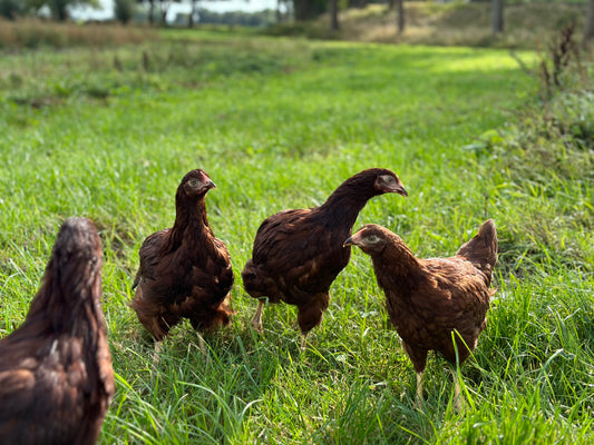 RHODE ISLAND RED