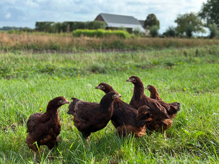 RHODE ISLAND RED
