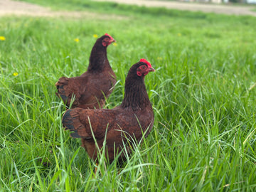 Rhode Island Red krielen