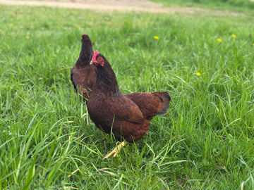 Rhode Island Red krielkippen
