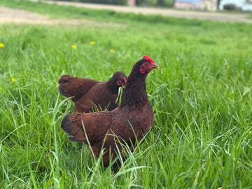 Rhode Island Red krielen