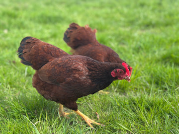Rhode Island Red krielen