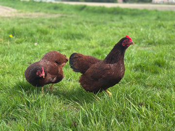 Rhode Island Red krielkipjes