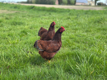 Rhode Island Red krielen