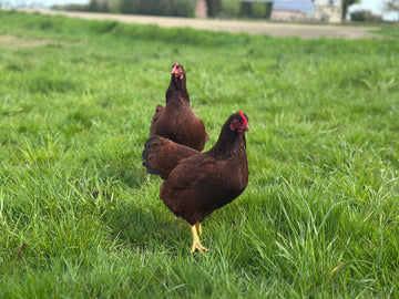 Rhode Island Red krielen