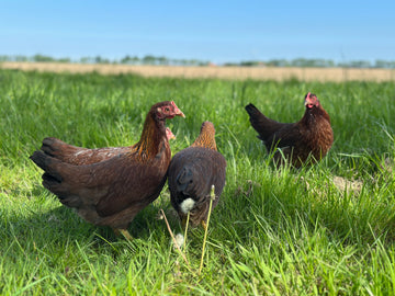Volwassen Welsumer kriel hennen in gras