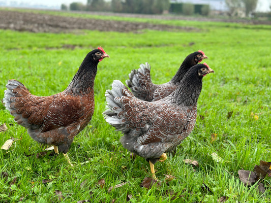 BARNEVELDER