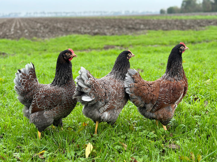 BARNEVELDER