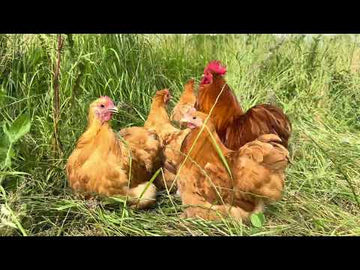 Cochin kriel buff video