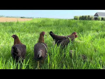 Volwassen Welsumer kriel hennen roodpatrijs video