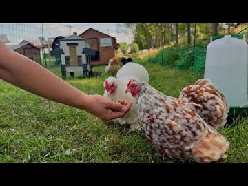 Cochin krielkippen uitlegvideo