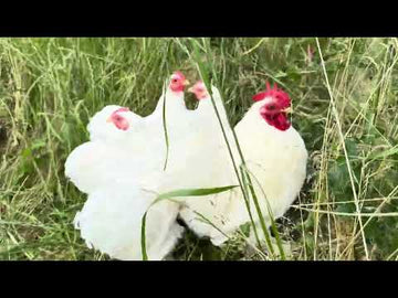 Cochin krielen wit