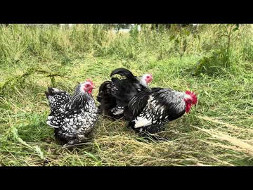 Cochin krielen zilver zwart gezoomd gezoomd