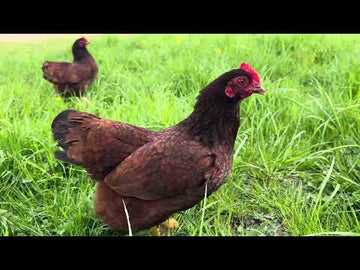 Rhode Island Red krielen uitlegvideo