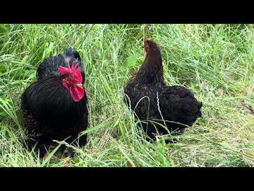 Cochin kriel goud zwart gezoomd video