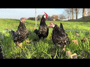Java krielen zwart wit gepareld video