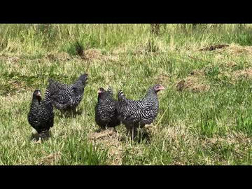 Amrock krielen video