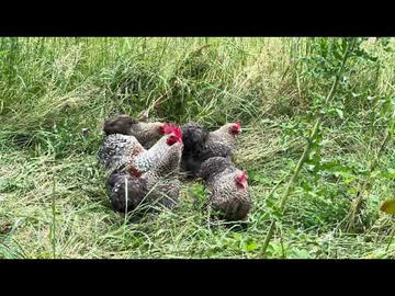 Cochin kriel koekoekpatrijs
