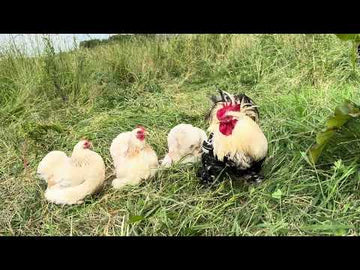 Cochin kriel zalm video
