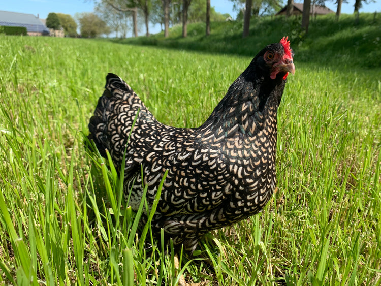 Verzorging van krielkippen