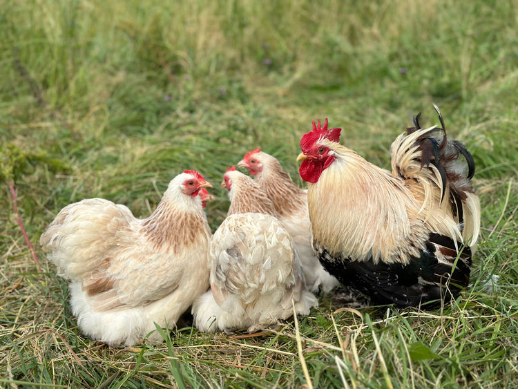 Verzorging van kippen