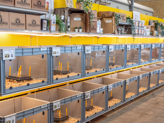 WYANDOTTE KRIEL KUIKENS