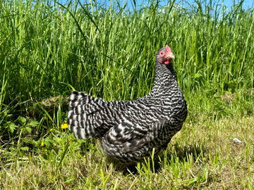Amrock kriel hen