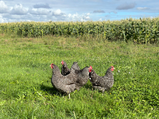 NOORD HOLLANDSE BLAUWE KUIKENS