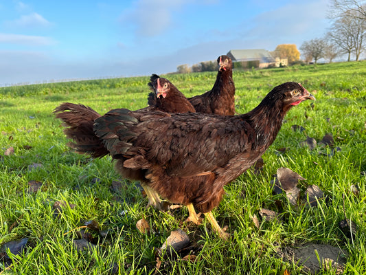 RHODE ISLAND RED KUIKENS