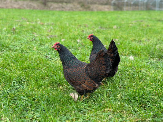 BARNEVELDER KRIEL KUIKENS