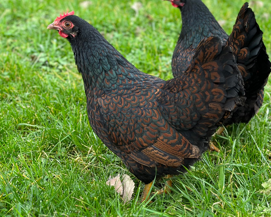Barnevelder kriel goud zwart dubbelgezoomd