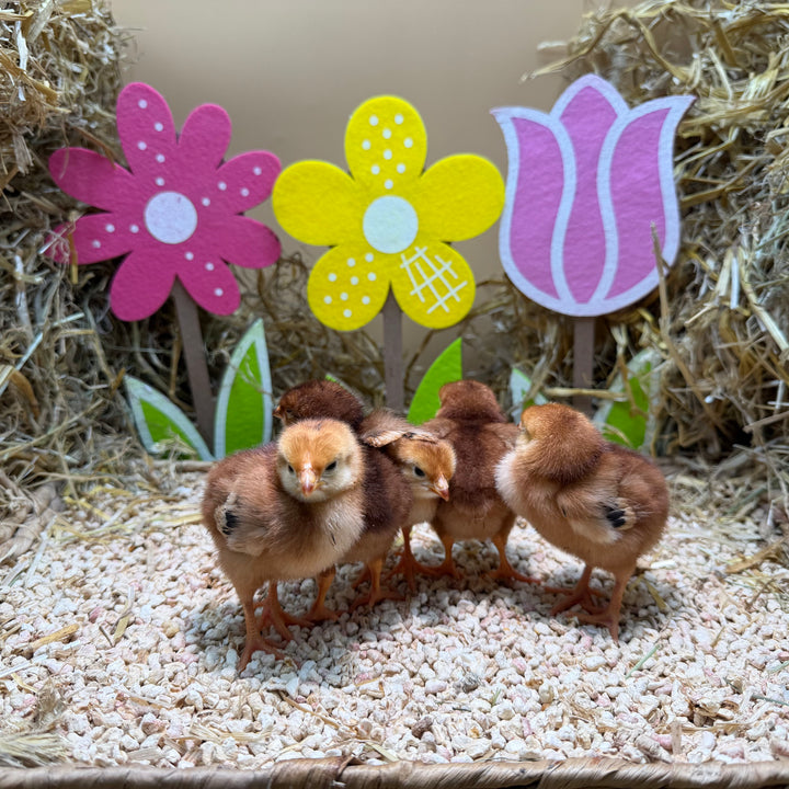 RHODE ISLAND RED KRIEL KUIKENS