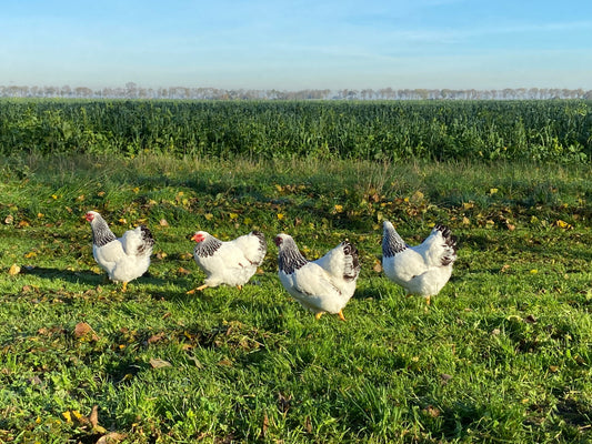 WYANDOTTE KRIEL KUIKENS