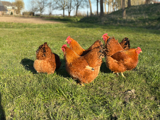 NEW HAMPSHIRE KUIKENS